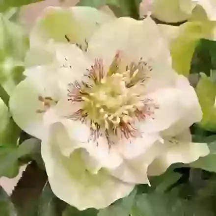 Helleborus